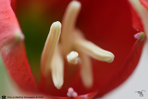 Red Lilly -Macro-2 by ** 5 9 5 0 3 6 **