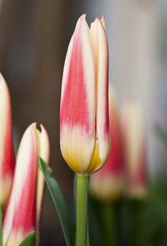 My Lovely Tulips - Copyright R.Weal 2011