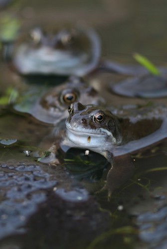 Common Frogs frolicking