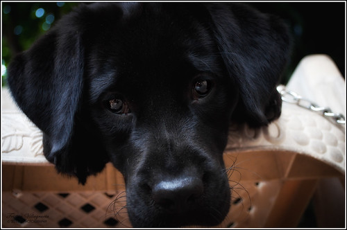 Tammy - black Labrador Retriever pup