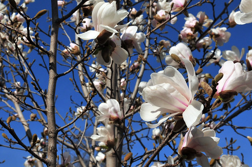 jane magnolia
