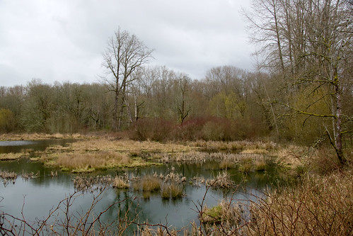 Freshwater Pond and Riparian Scene