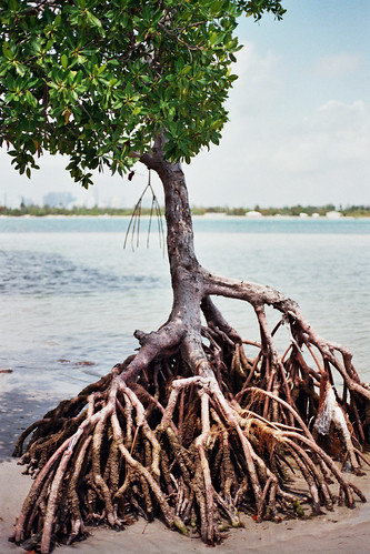 mangrove?