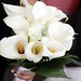 White Arum Lilly Bouquet