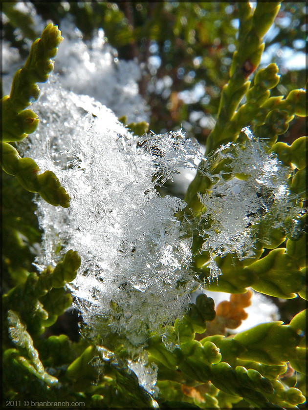 P1130835_snow_crystals