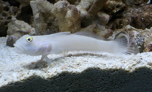 diamond watchman goby. This is the shrimp goby I have