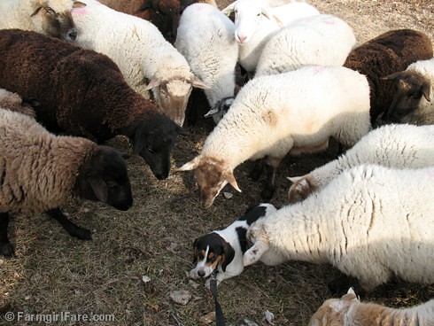Meet the Sheep Day 11