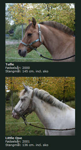Rideskolens_heste-Birkerød_Rideforening _Tulle_og_Little_One