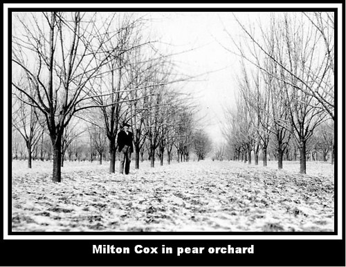 Milton Cox in pear orchard