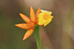 Stegolepis guianensis (Rapataceae)