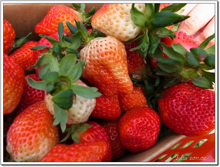 公館 草莓 (1)