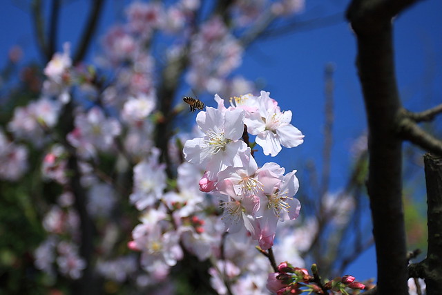 陽明山櫻花