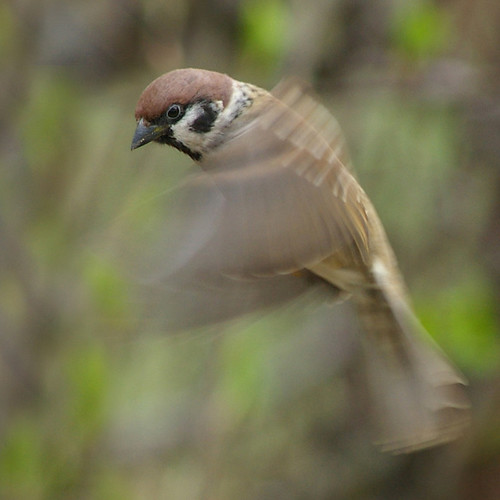 Tree Sparrow 16
