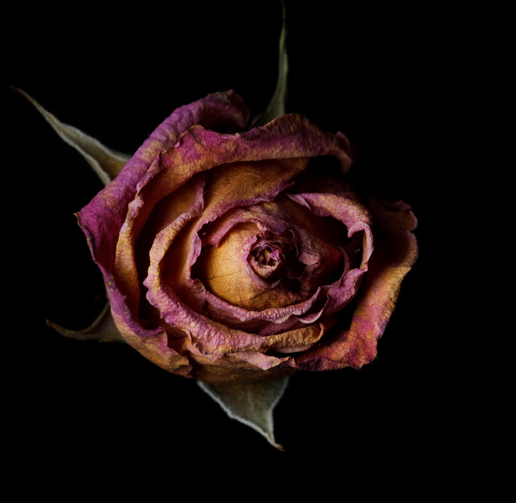 Dried Rose #2