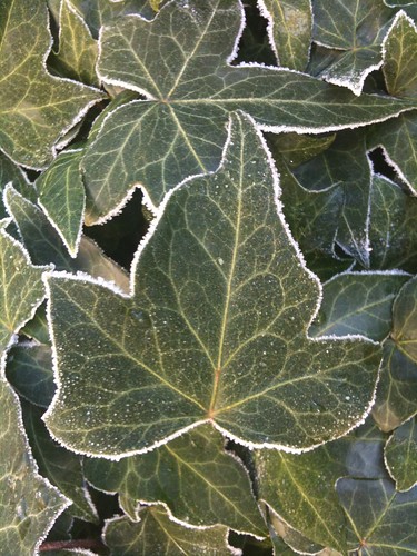 A frosty leaf. Despite frost a gorgeous morning!