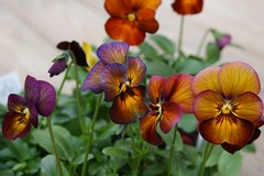Viola x wittrockiana 'Nature Mulberry Shades'
