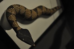 20110128-百步蛇-1