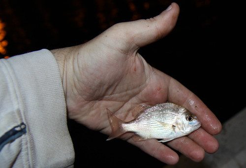 smallest baby pink snapper. Let it go to fight another day