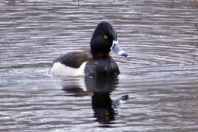 ring-necked male march 19