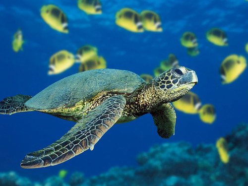 tortugas de mar. Una tortuga de mar verde nadando cerca de un banco de peces mariposa en