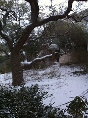 Backyard snow in Georgetown