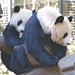 Best friends:  Giant panda Yun Zi's last week with his mom