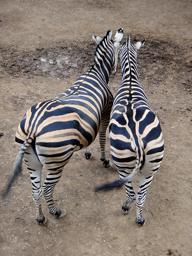 Zebras in Santiago Zoo