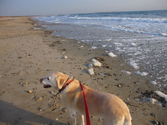 Winter beach, with dog