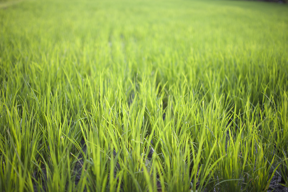 the green of rice fields