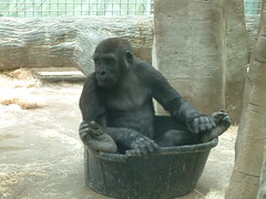 Bath Time ! by Sunshine Gorilla