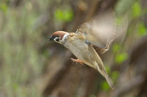 Tree Sparrow 12