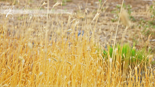 wheat wm