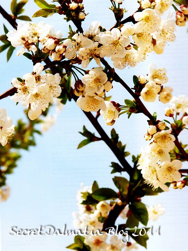Marasca cherry in full bloom