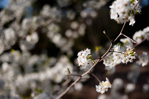 Bradford Pear tree blossom