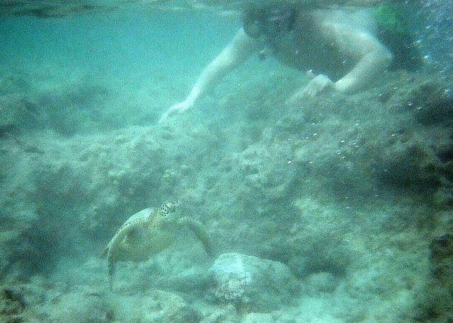 Ben and the Turtle
