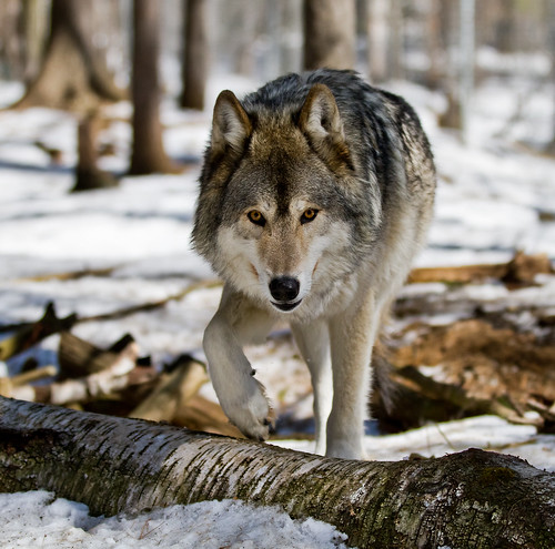 Akayla, a Gray/Timber Wolf from the Muskoka Wildlife Centre by Christopher Brian's Photography