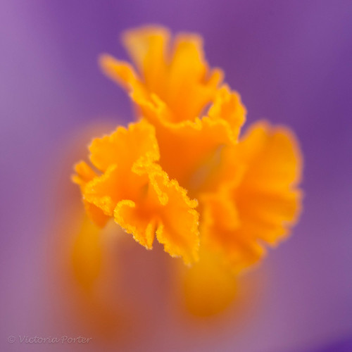 Extreme Close-up of the heart of a Crocus... Spring, 2011
