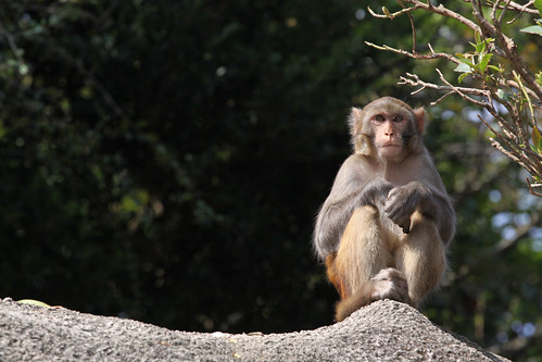 Monkey perched atop a wall, sitting and waiting