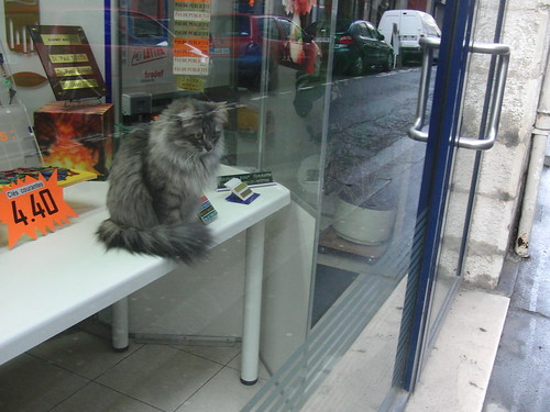 gato en un escaparate de la tienda de llaves