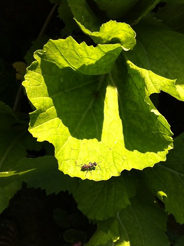 Organic + a Bug