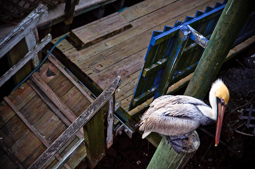 Shem Creek Pelicans