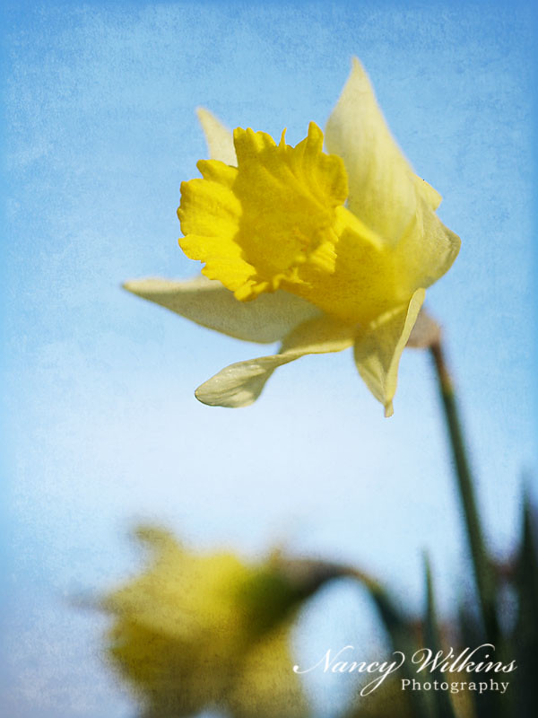 daffodil texture