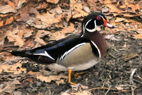 wood duck sudbury river feb 2011