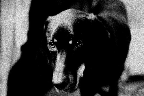 tall-dark-and-handsome-hound