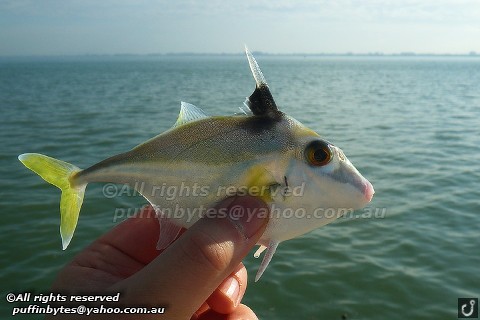Short-nosed Tripodfish - Triacanthus biaculeatus
