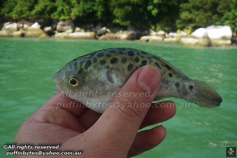 Green-spotted Pufferfish - Tetraodon nigroviridis