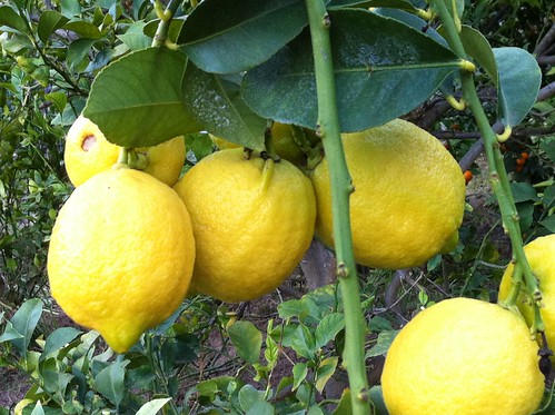 lemons in the yard