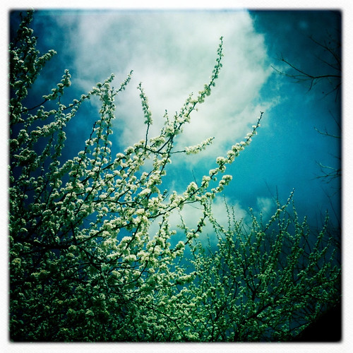 Our Plum tree is flowering