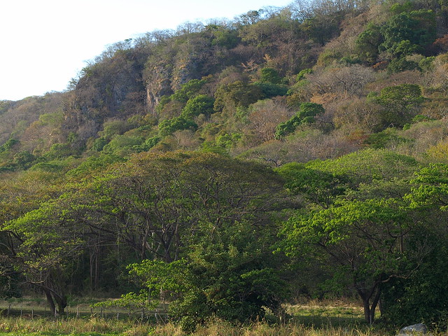 tropical forest in dry season (Mirador)