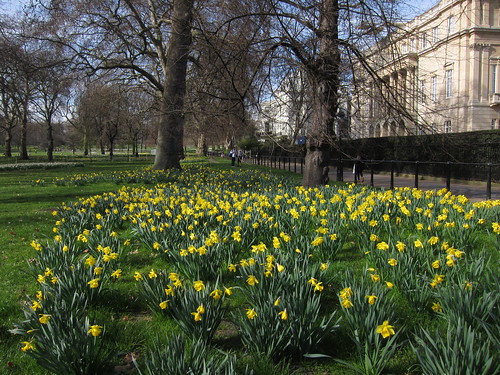 Daffodils at Green Park